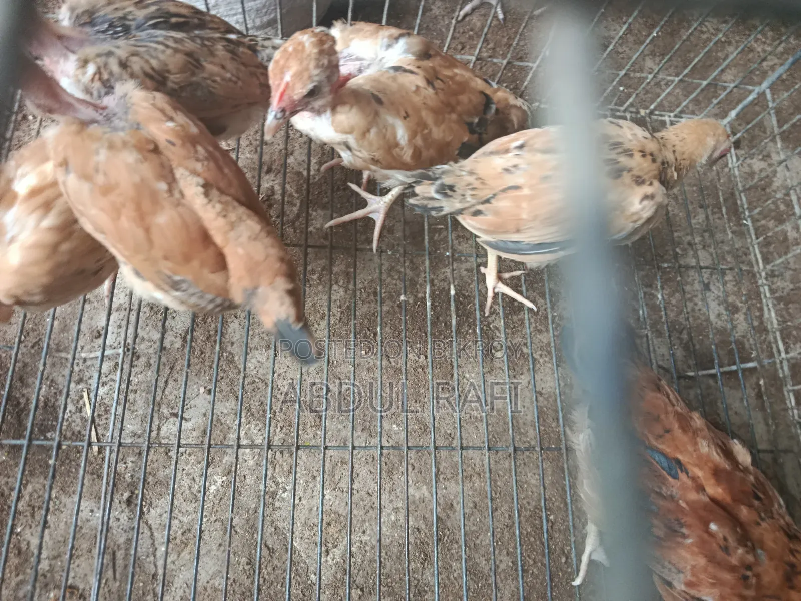 2.5-month-old local chicken chicks for sale.