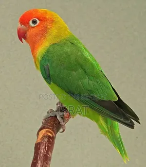 হেলদি লাভবার্ড পাখি – আকর্ষণীয় কালার, বিক্রয় হবে 3 পিস