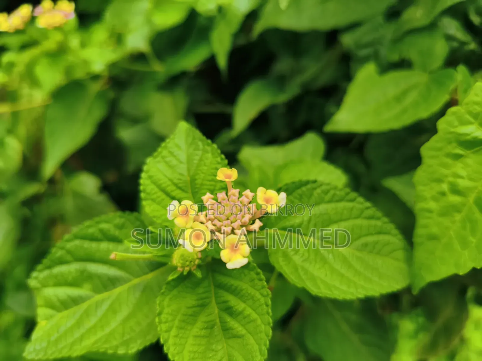 Xiaomi Redmi Note 8 64 GB Green