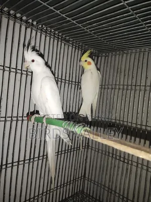 ককাটেল মাস্টার পেয়ার