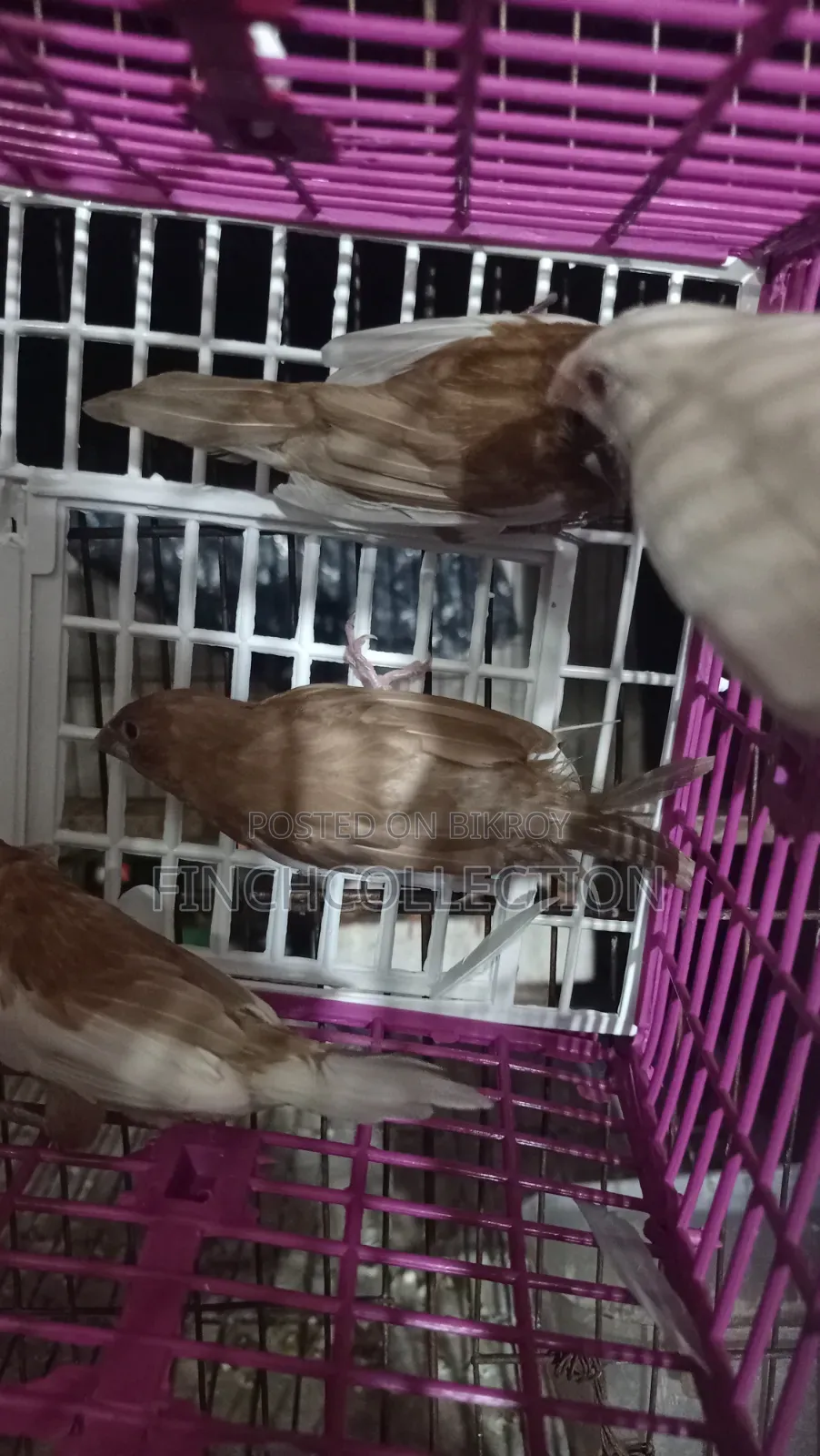 2 pairs of Bengali pigeons for sale, price per pair is given