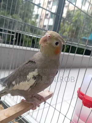 তরুণ ককাটেল পুরুষ