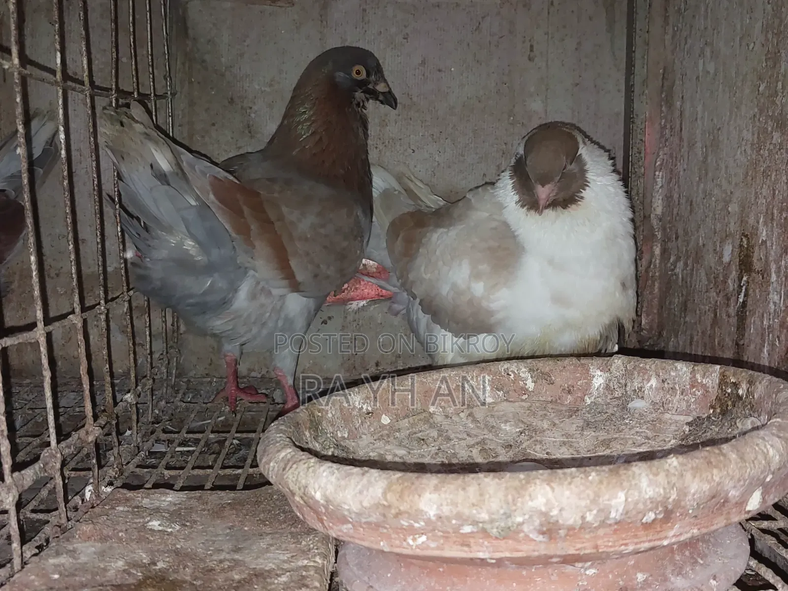 ইয়েলো মোডেনা স্ট্যাচার/কিং পিওর ব্রিড/৩/