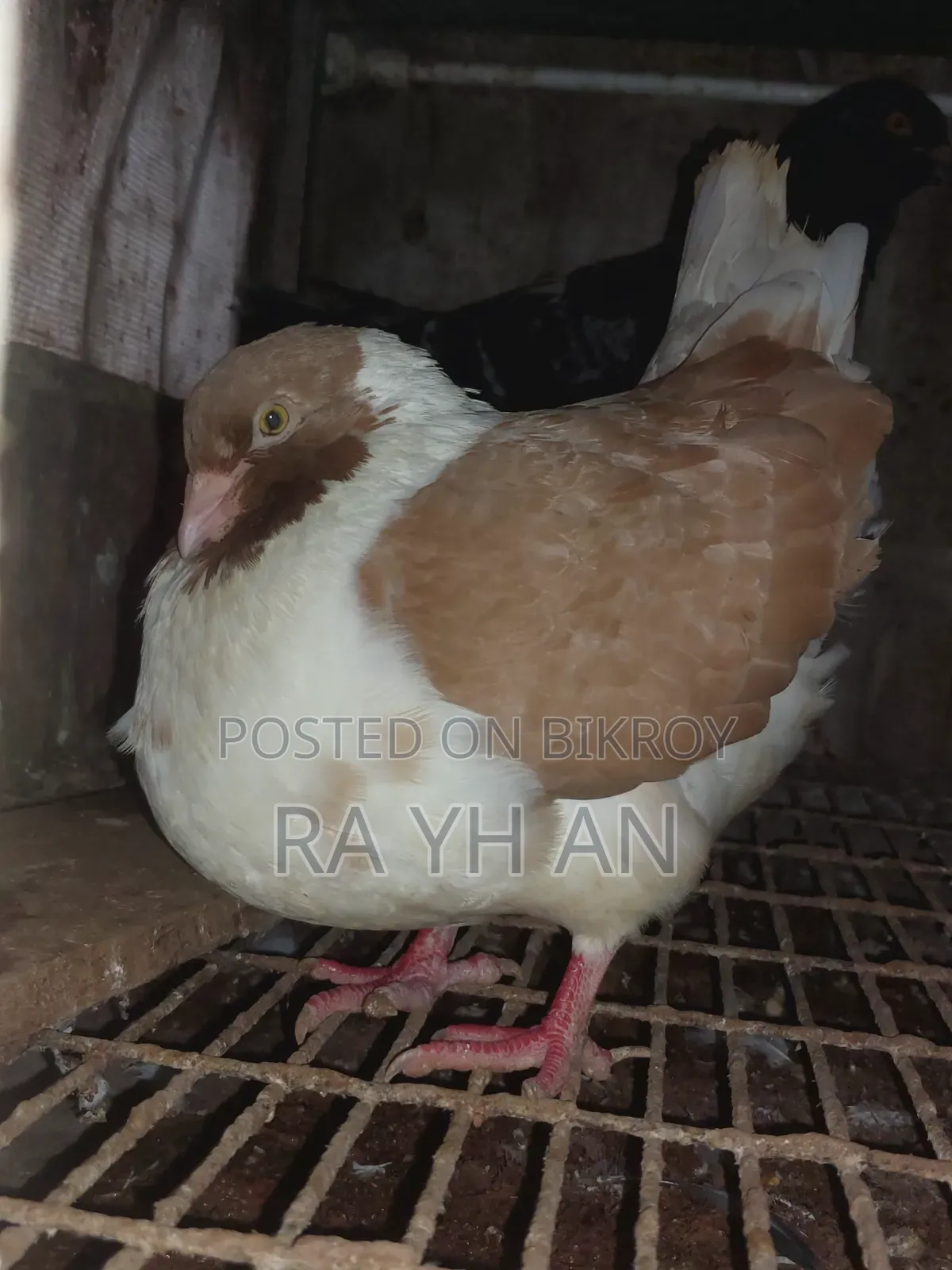 ইয়েলো মোডেনা স্ট্যাচার/কিং পিওর ব্রিড/৩/