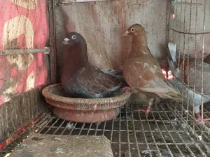 ইয়েলো মোডেনা স্ট্যাচার/কিং পিওর ব্রিড/৩/