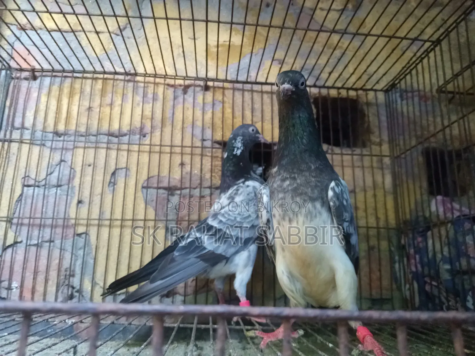 লালপাড়ি রানিং