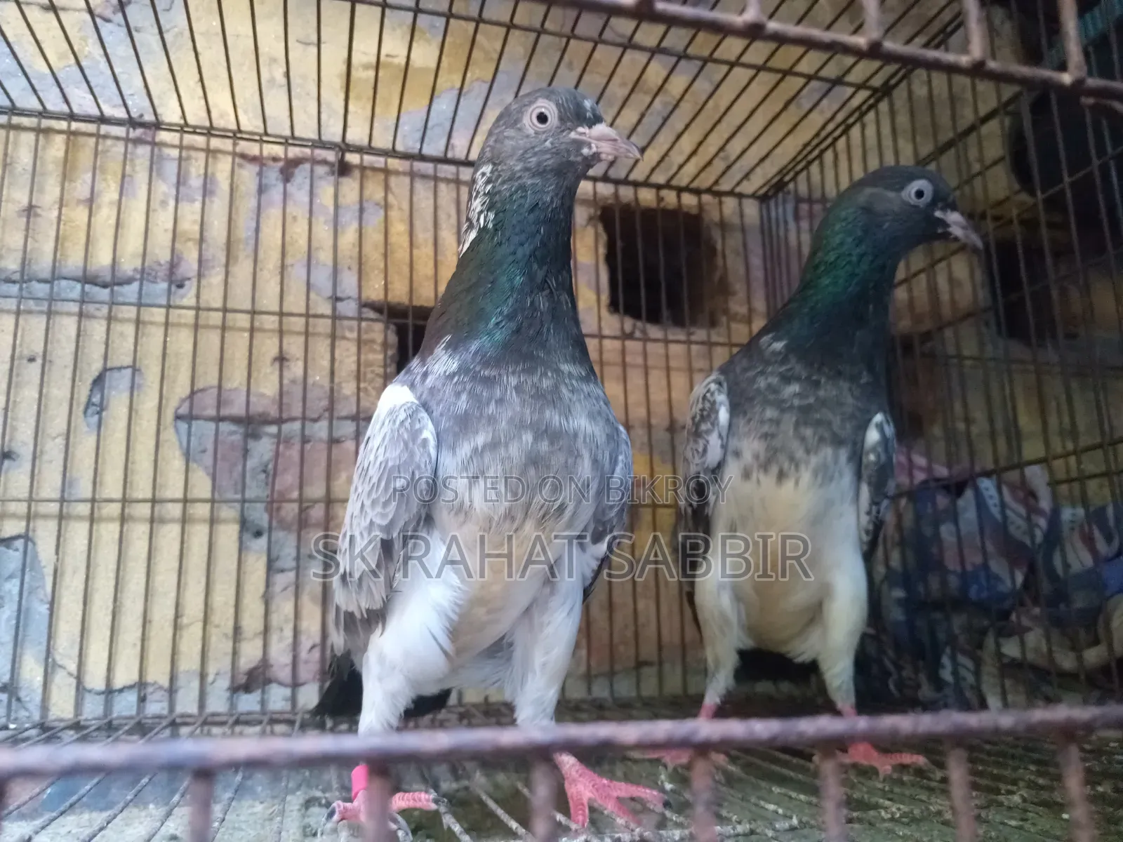 লালপাড়ি রানিং