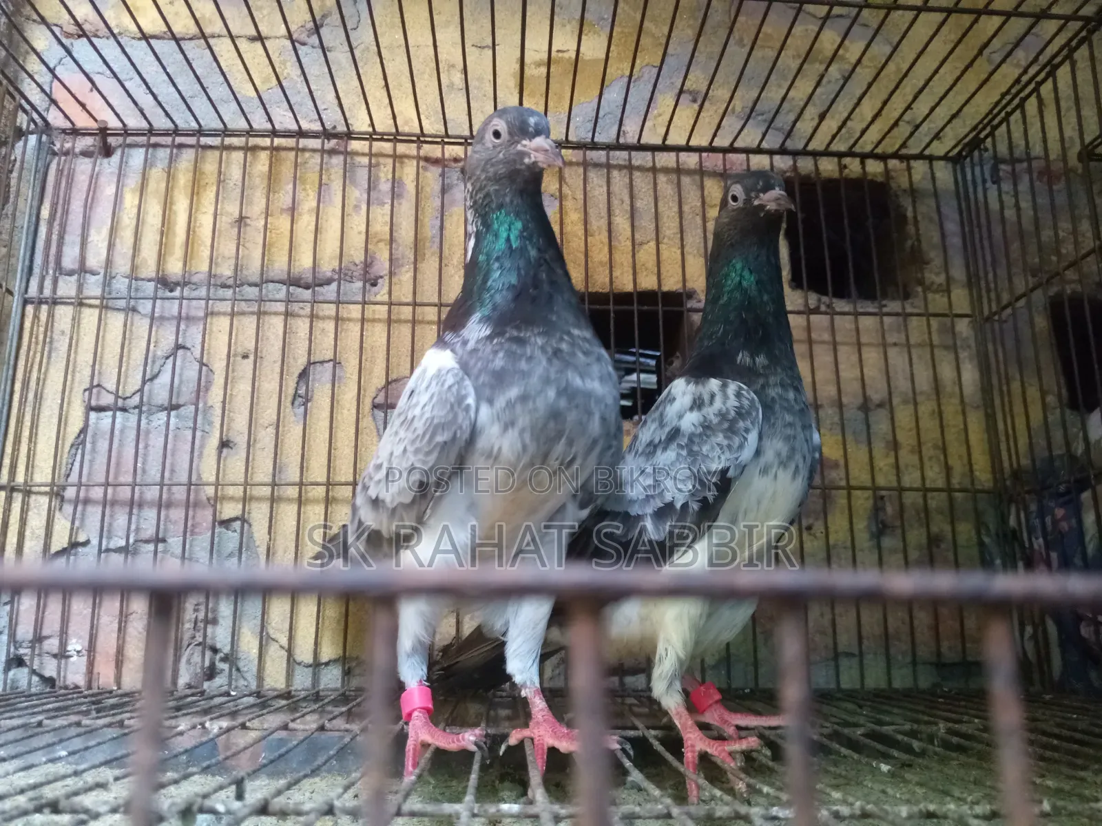 লালপাড়ি রানিং