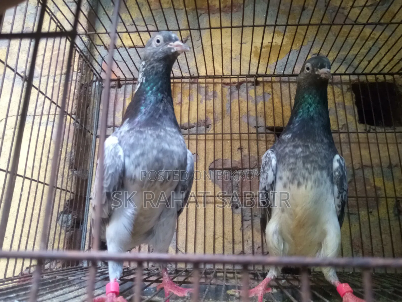 লালপাড়ি রানিং