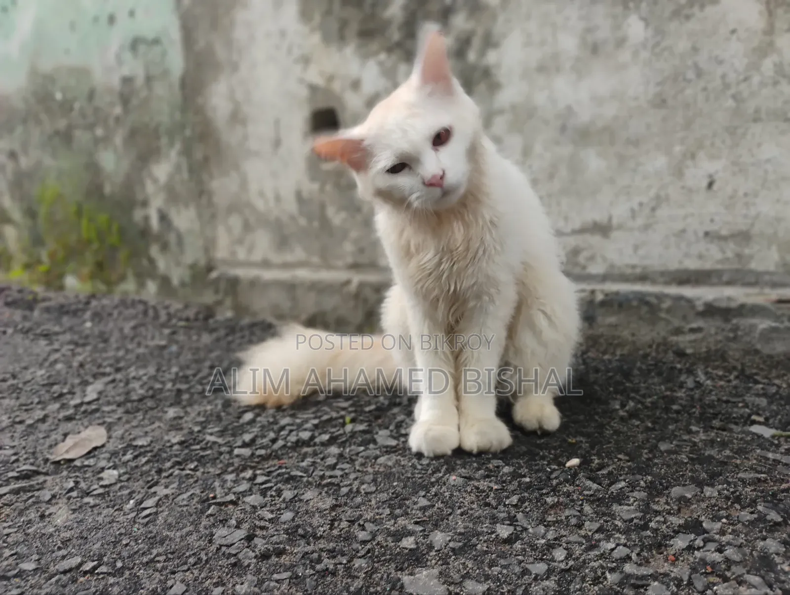 3-6 Months Male Purebred Persian