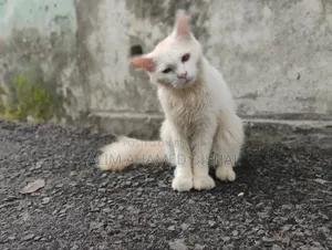 3-6 Months Male Purebred Persian