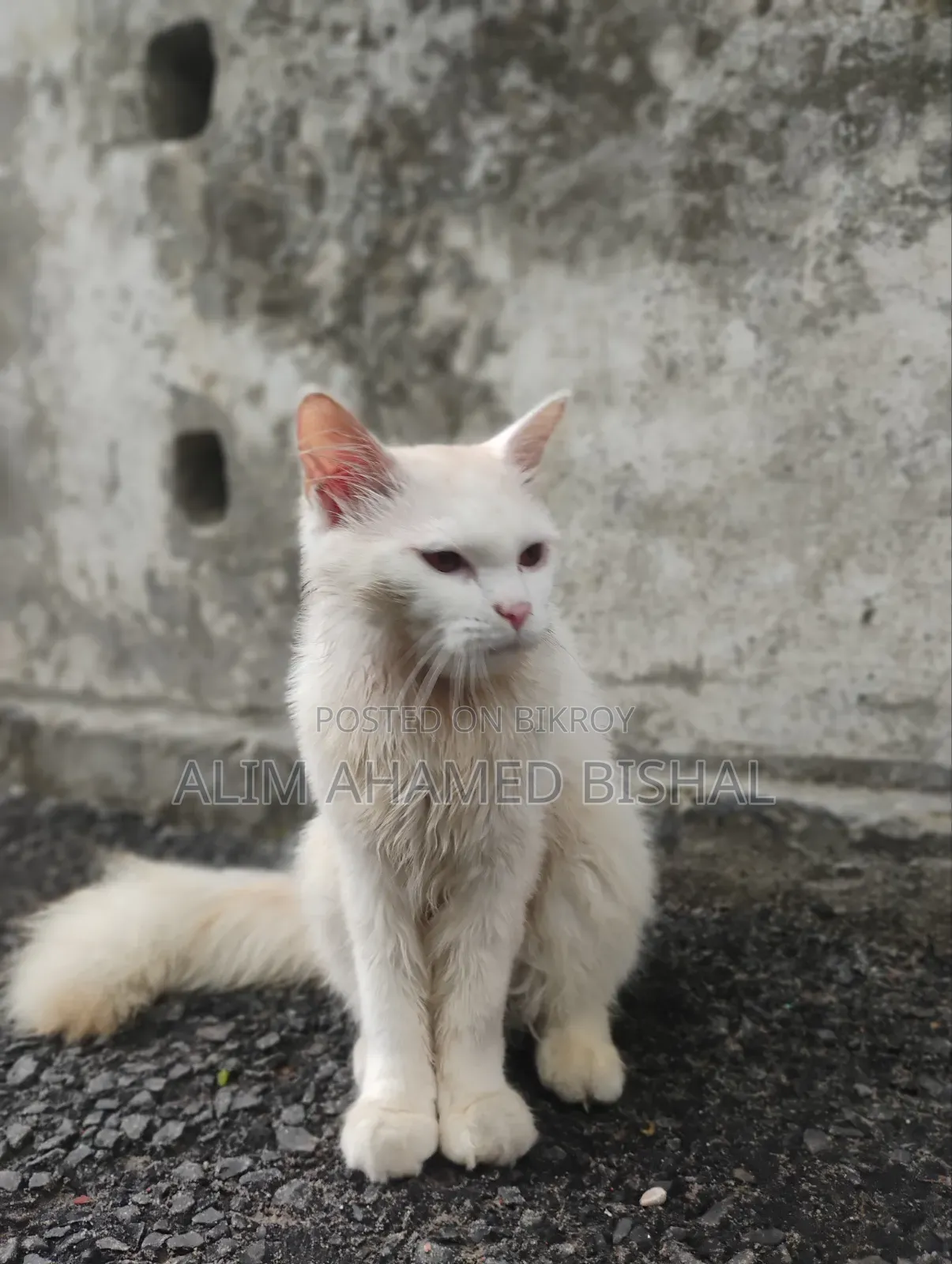 3-6 Months Male Purebred Persian