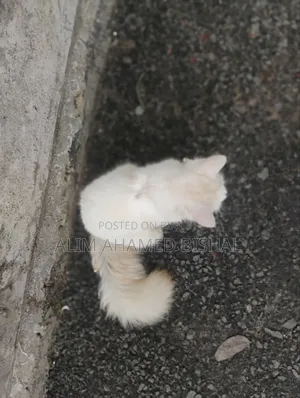 3-6 Months Male Purebred Persian