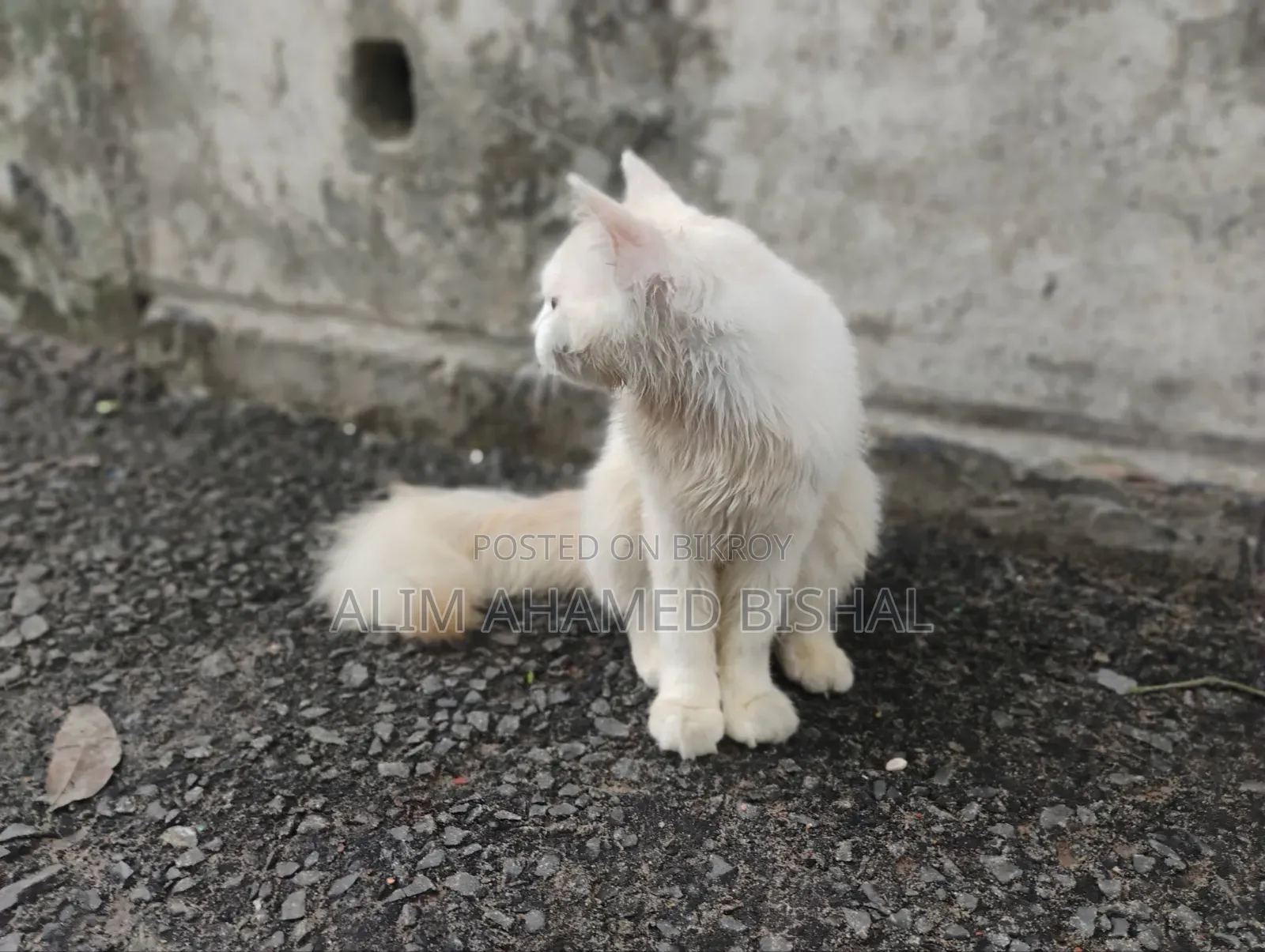 3-6 Months Male Purebred Persian