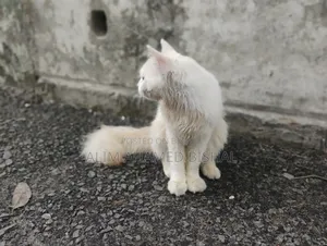 3-6 Months Male Purebred Persian