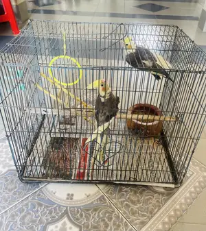 ককাটেল সেমি অ্যাডাল্ট জোড়া