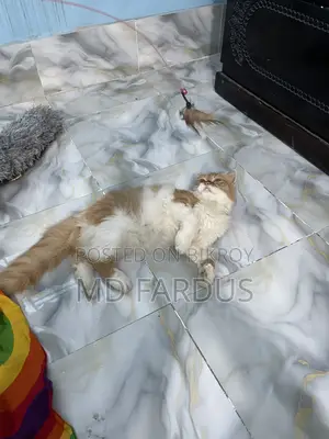 6-12 Months Female Purebred Persian