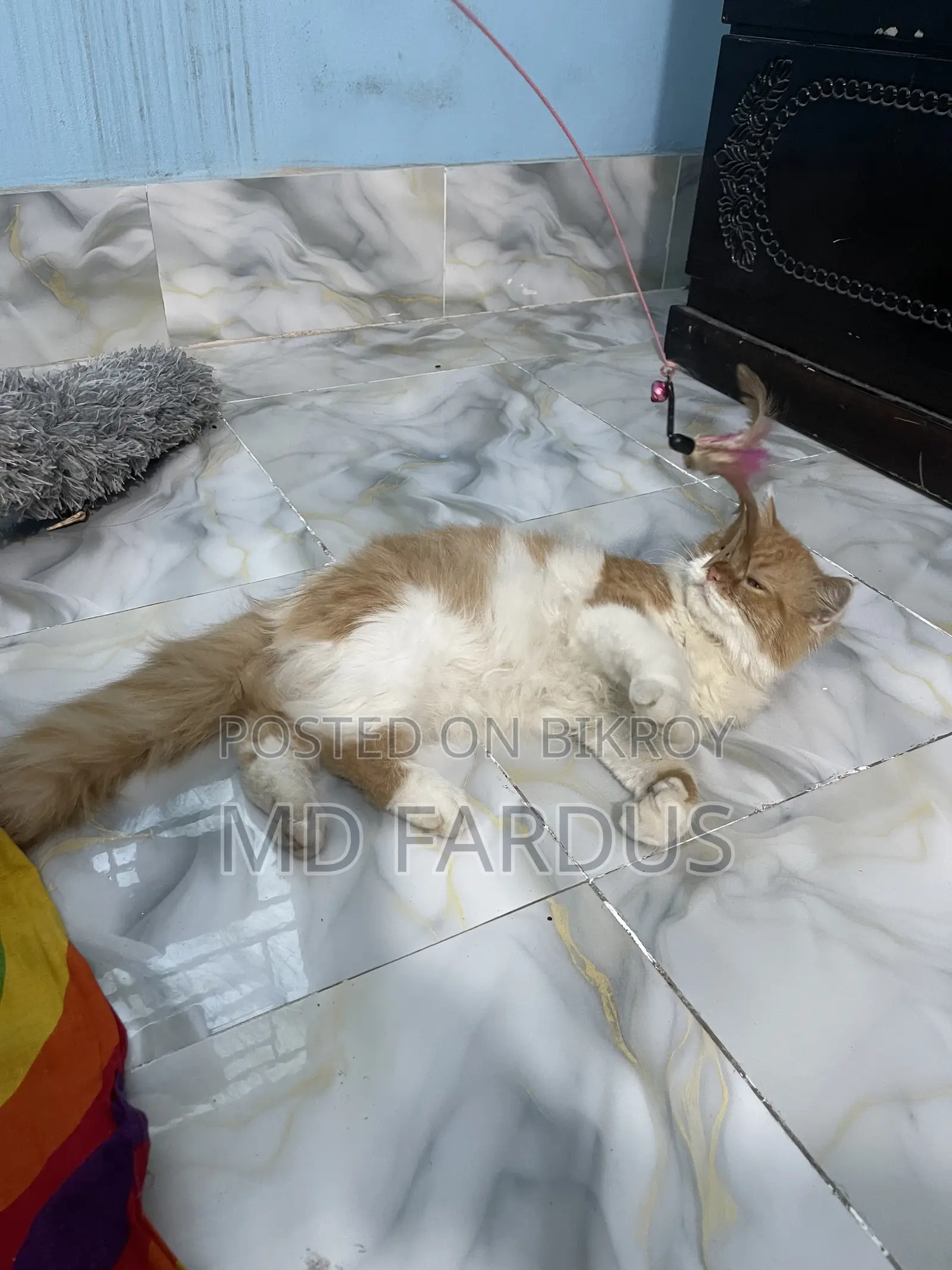6-12 Months Female Purebred Persian