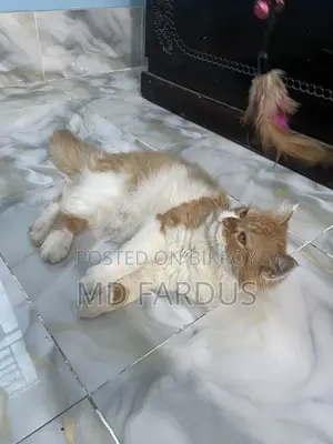 6-12 Months Female Purebred Persian