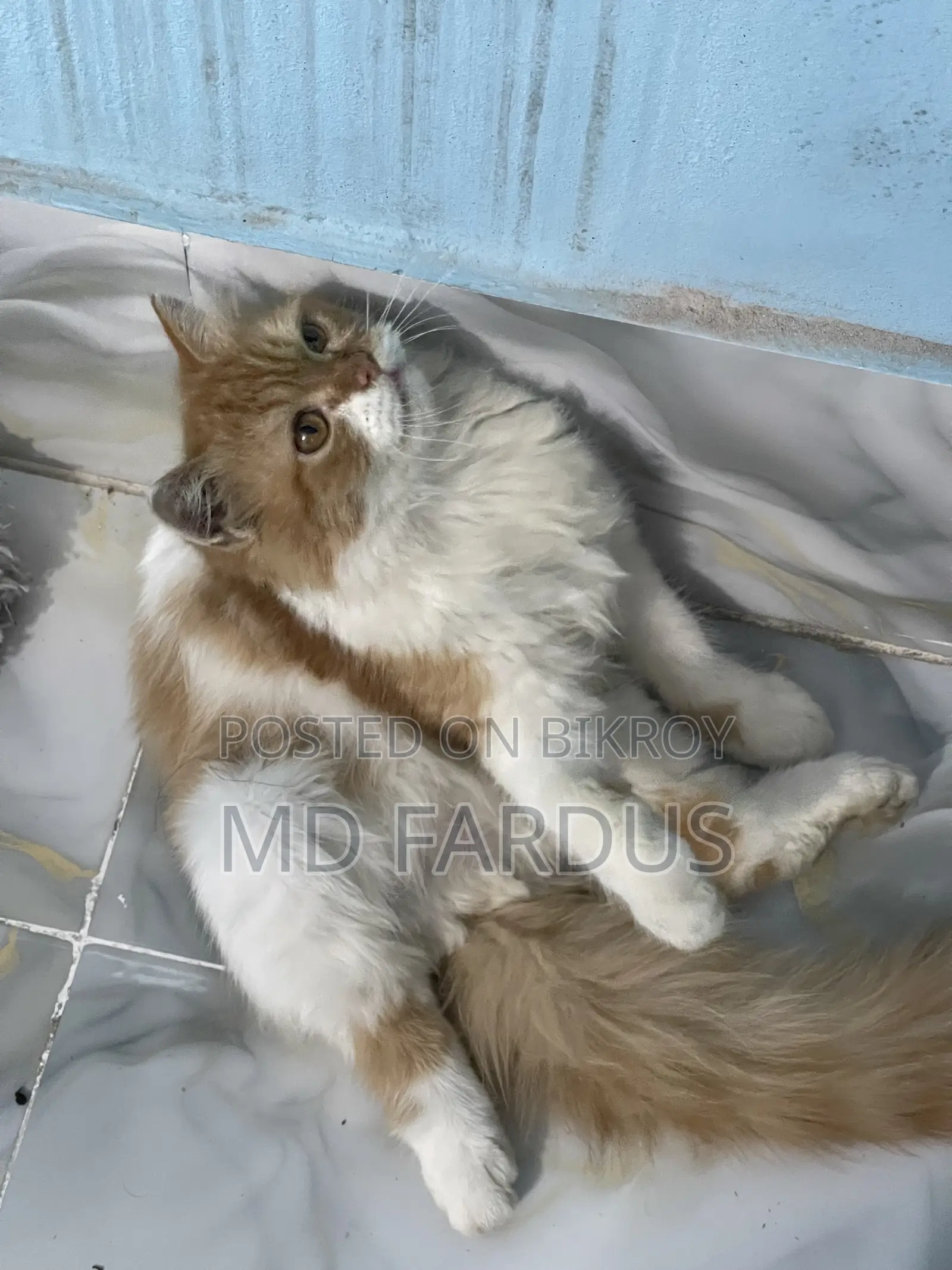 6-12 Months Female Purebred Persian