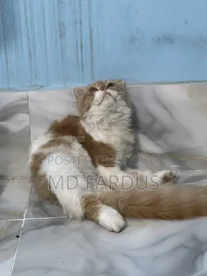 6-12 Months Female Purebred Persian
