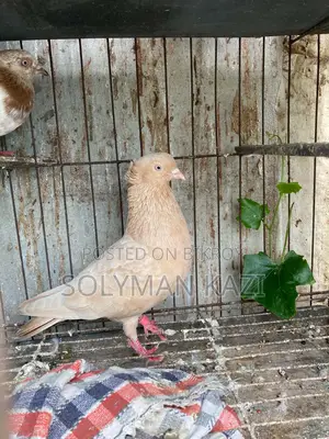 High Flyer Giya Suli Male Pigeon