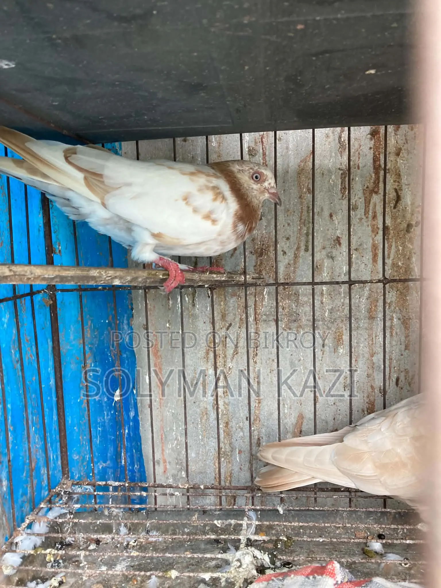 Lal Patti Pigeon