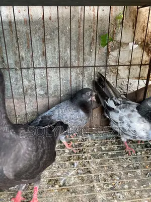 Bagah Pigeon