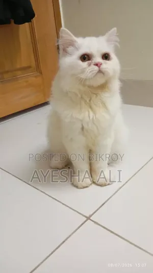 1+ Year Female Purebred Persian