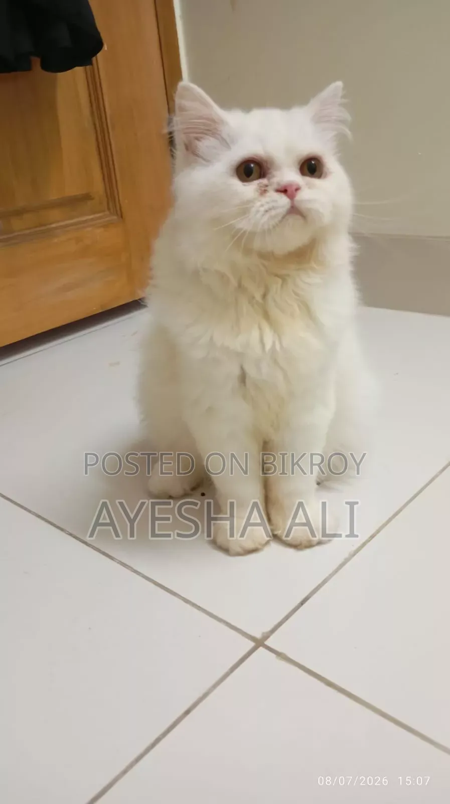 1+ Year Female Purebred Persian