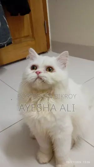 1+ Year Female Purebred Persian