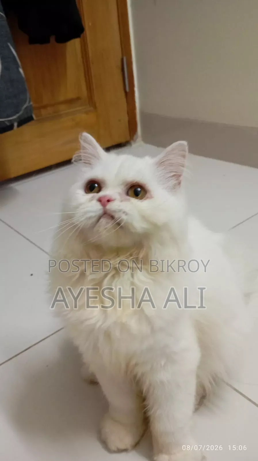 1+ Year Female Purebred Persian