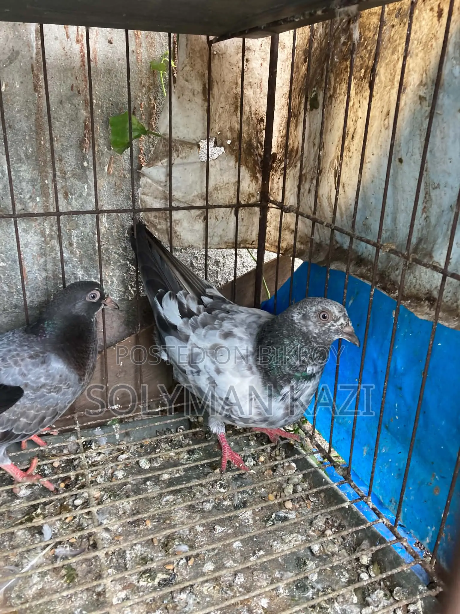 Pankhi Fat Pigeon Down Shape