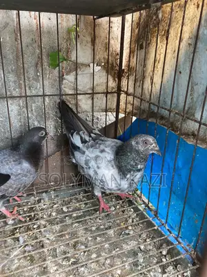 Pankhi Fat Pigeon Down Shape