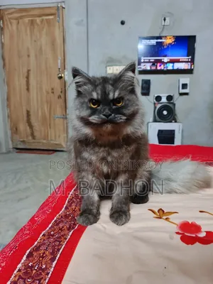 1+ Year Male Purebred Persian
