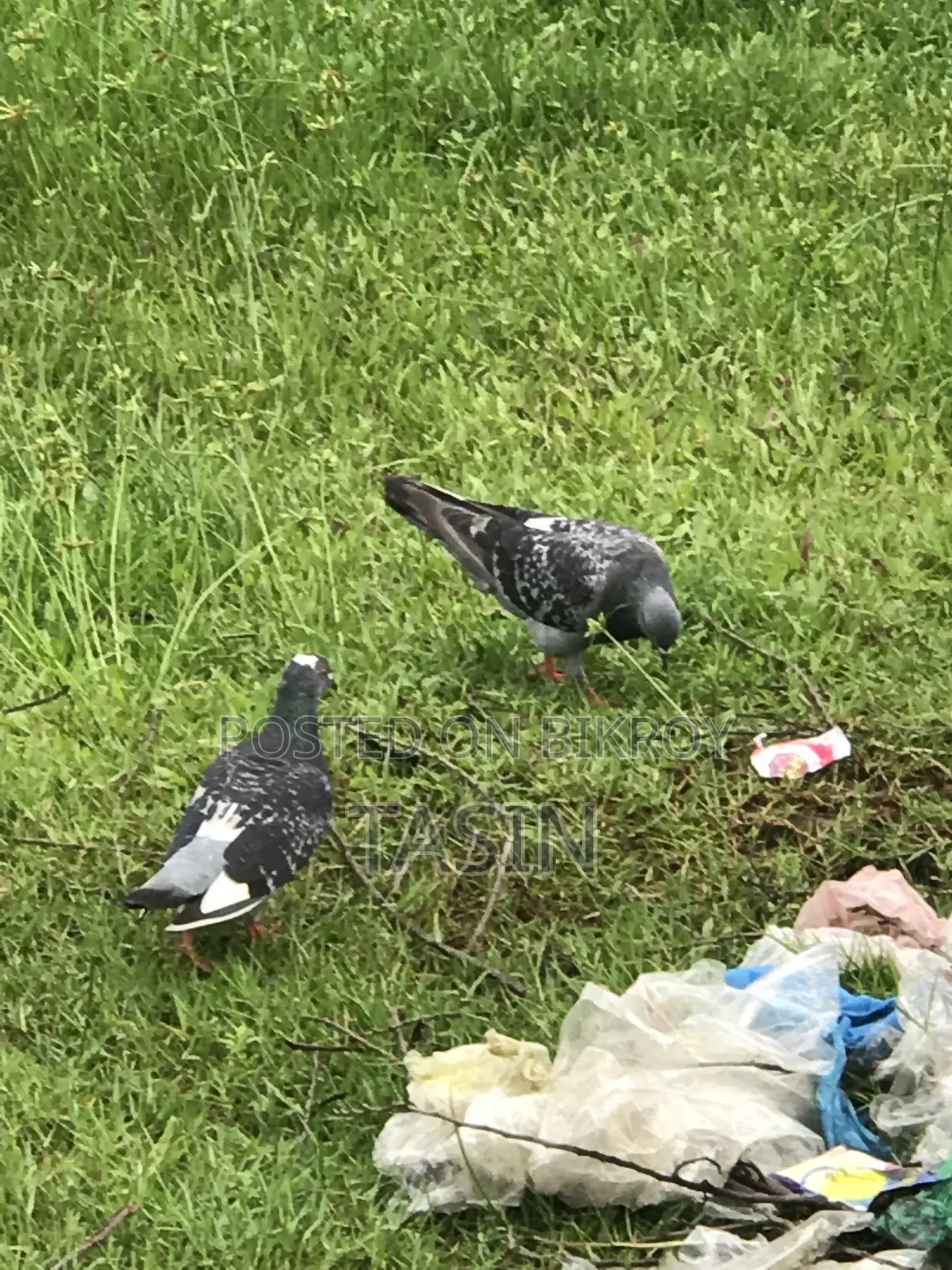 Running / Baby Pigeons