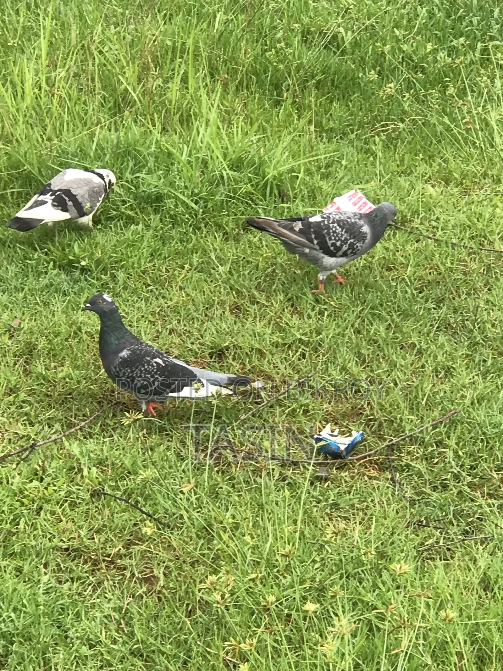 Running / Baby Pigeons