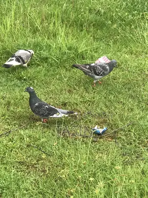 Running / Baby Pigeons