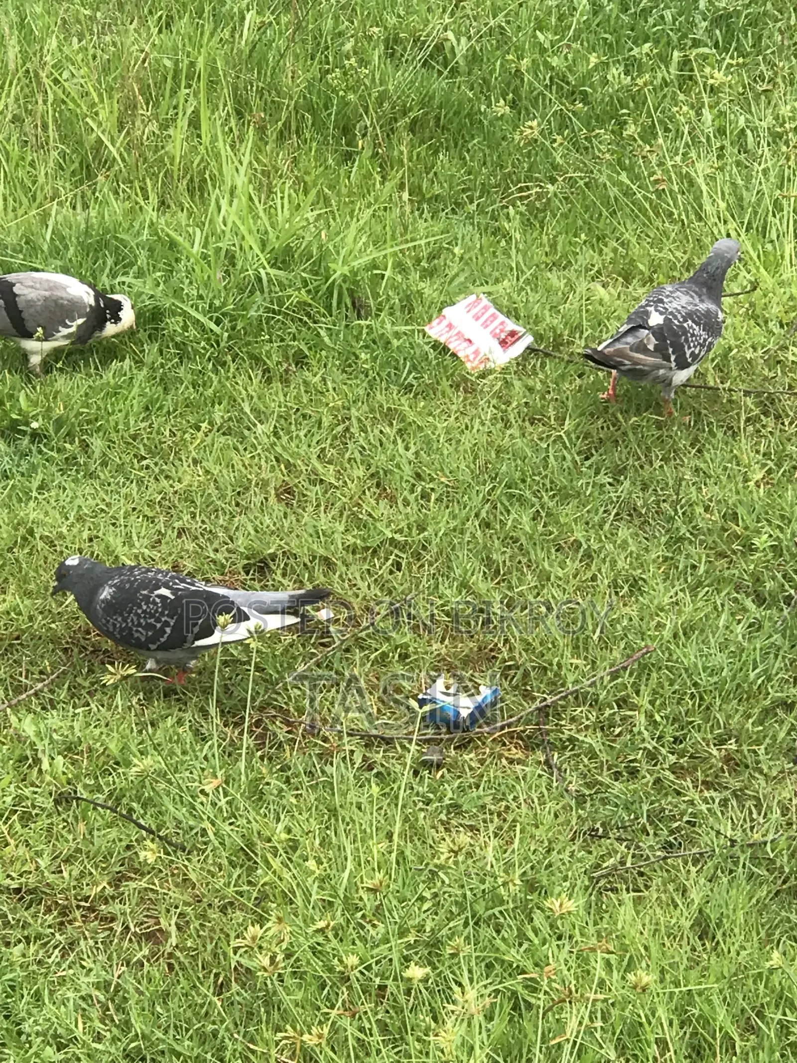 Running / Baby Pigeons