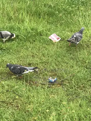 Running / Baby Pigeons