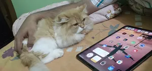 6-12 Months Female Purebred Persian