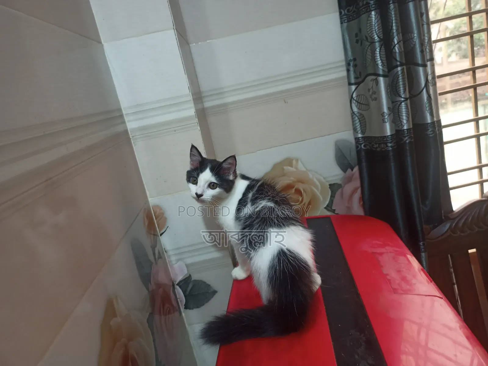 1-3 Months Female Mixed Breed Persian Cat