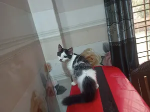 1-3 Months Female Mixed Breed Persian Cat