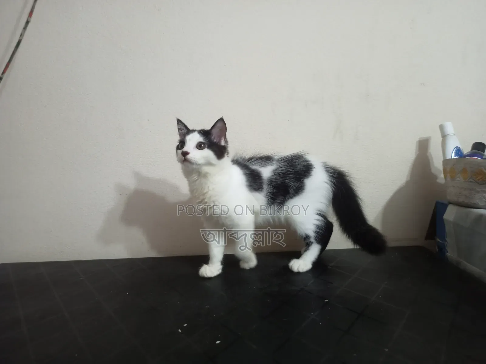 1-3 Months Female Mixed Breed Persian Cat