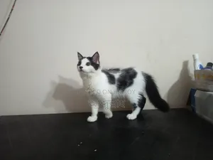 1-3 Months Female Mixed Breed Persian Cat