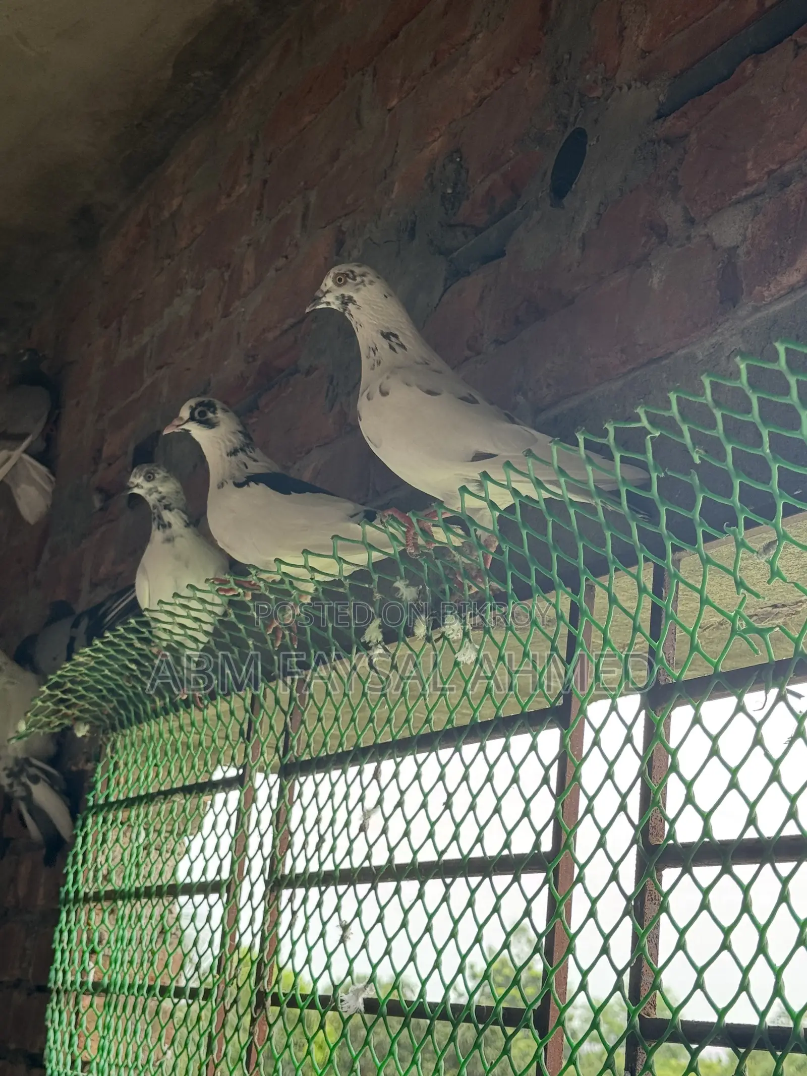 Pigeon for Sell কবুতর বিক্রয় – সুস্থ ও উন্নত জাতের কবুতর