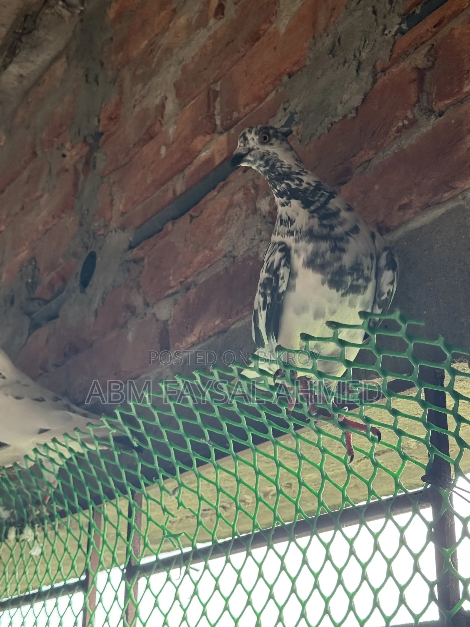 Pigeon for Sell কবুতর বিক্রয় – সুস্থ ও উন্নত জাতের কবুতর