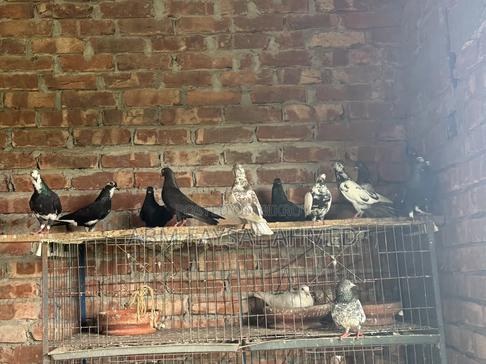 Pigeon for Sell কবুতর বিক্রয় – সুস্থ ও উন্নত জাতের কবুতর