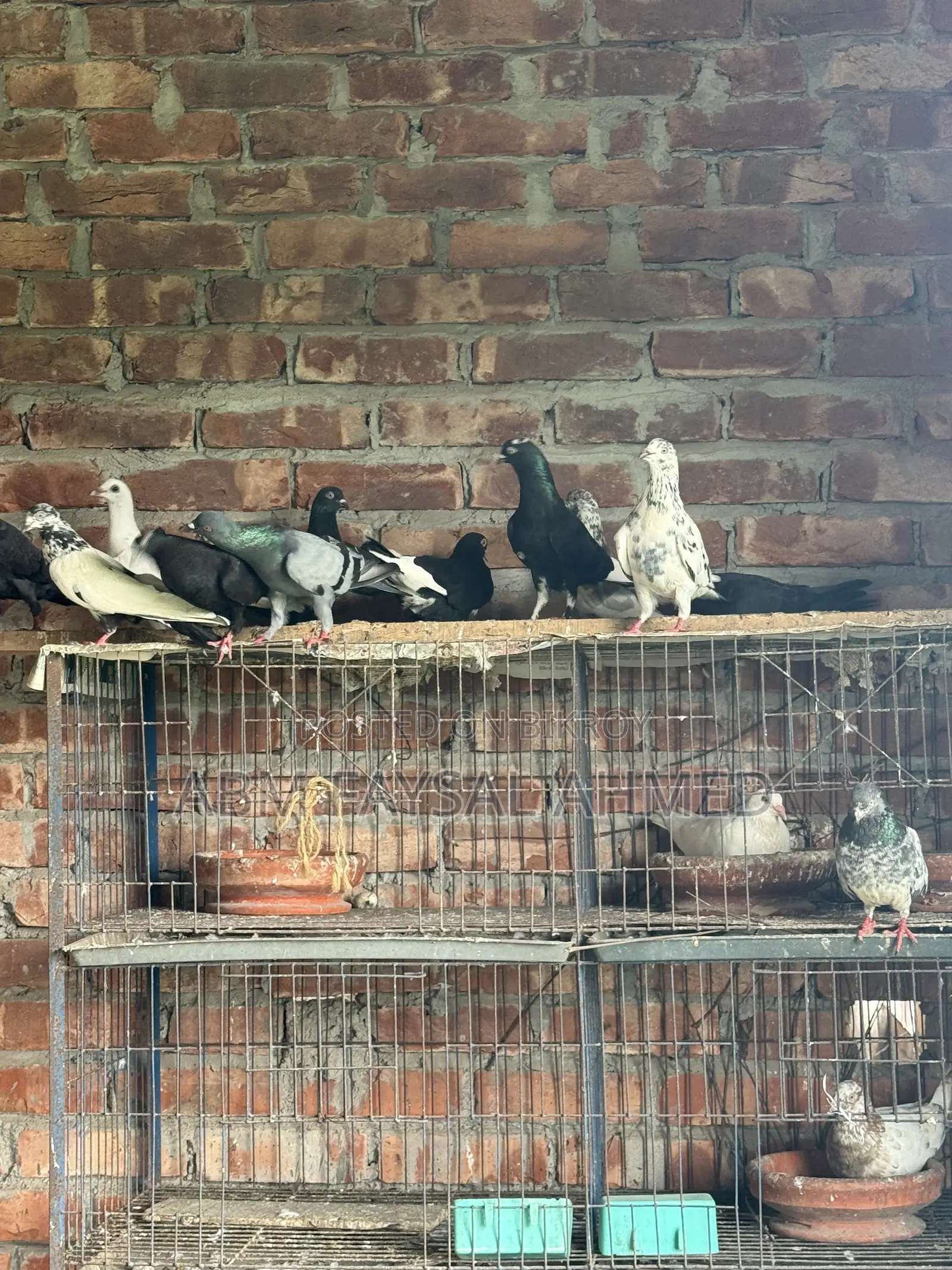 Pigeon for Sell কবুতর বিক্রয় – সুস্থ ও উন্নত জাতের কবুতর