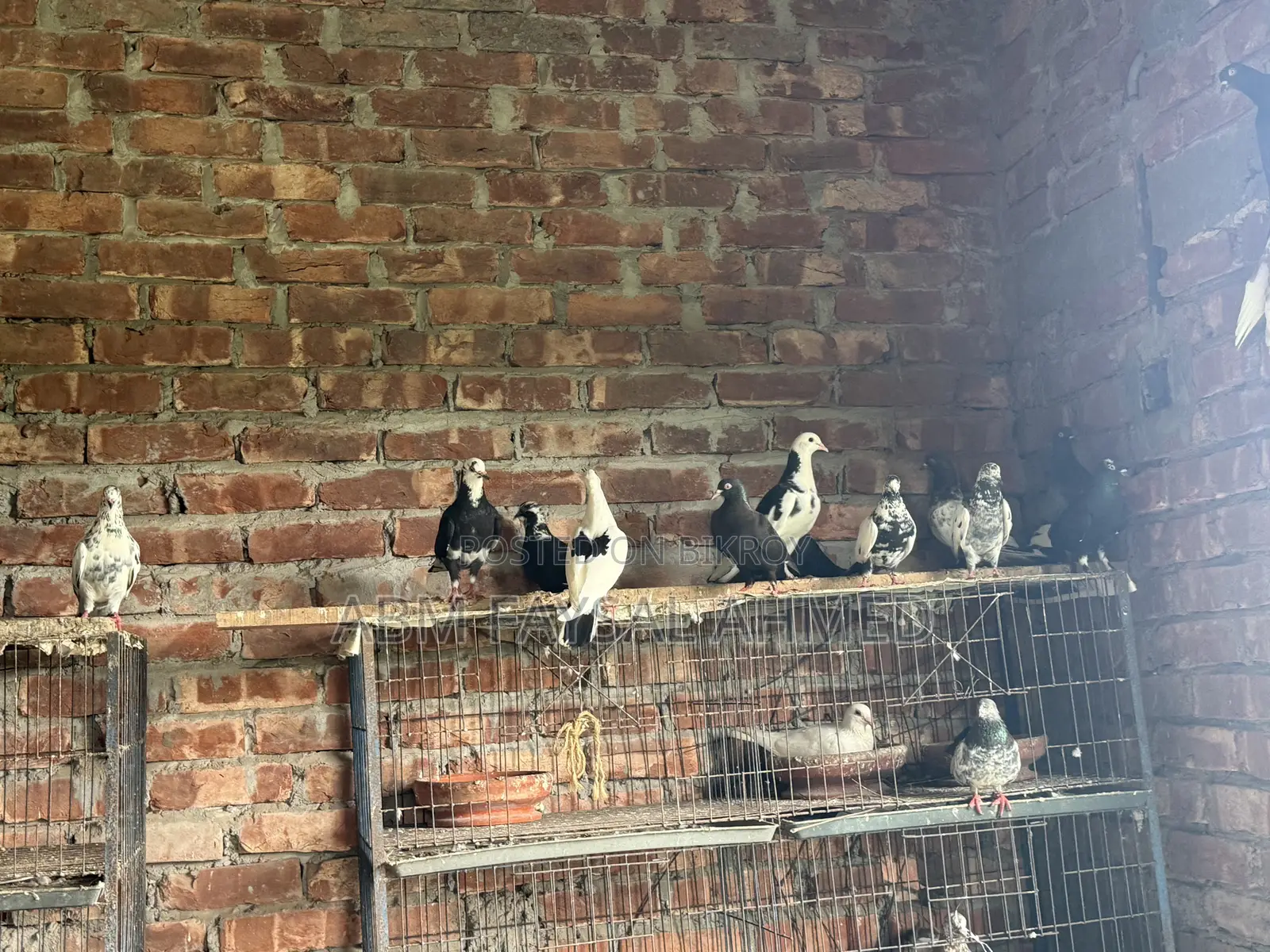 Pigeon for Sell কবুতর বিক্রয় – সুস্থ ও উন্নত জাতের কবুতর